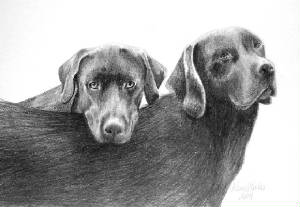 chocolate_labs.jpg